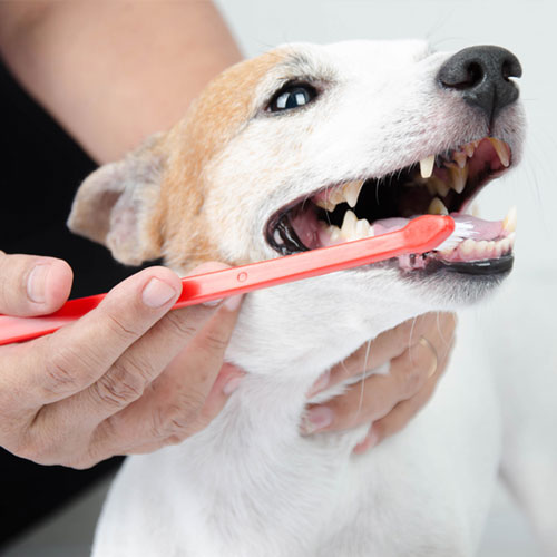 Pet Dental Care and Oral Surgery